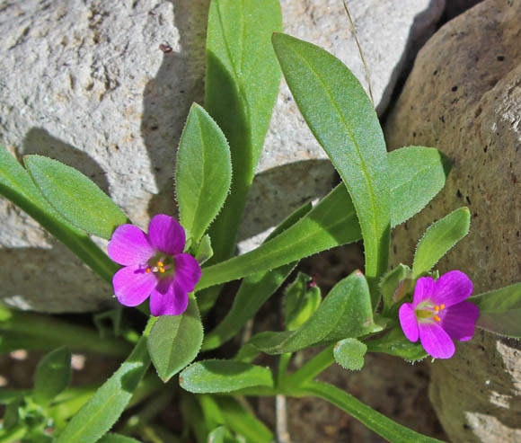  Calandrinia menziesii (Hooker) Torrey & A. Gray 